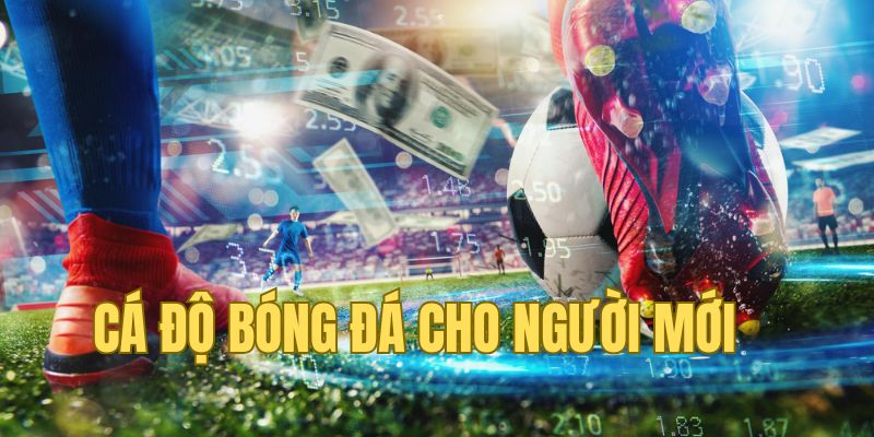 Tìm hiểu về cá độ bóng đá cho người mới